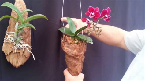 Como plantar orquídea em nó de pinho   YouTube