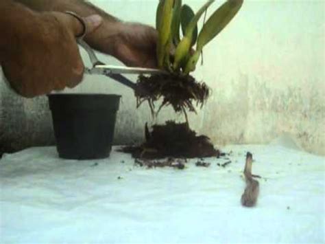 como plantar orquideas.flv   YouTube