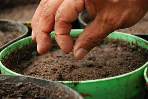 Cómo plantar semillas en una maceta