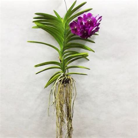 Como plantar sua Vanda: Na minha opinião, é a orquídea ...