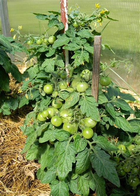 Cómo plantar tomates cherry en el huerto ecológico ...