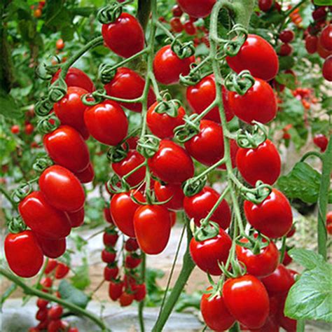 Como plantar tomates em vasos e ter sua própria horta em ...
