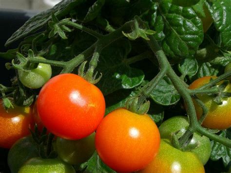 como plantar tomates en casa | facilisimo.com