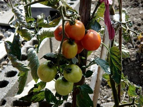 Cómo plantar tomates en casa | Plantas