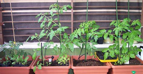 Cómo plantar Tomates en macetas