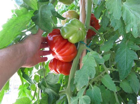 Cómo plantar tomates   Revista Family