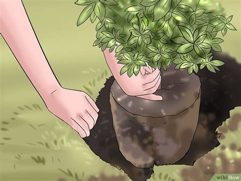 Cómo plantar un seto de hojas perennes: 8 pasos