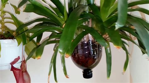 Cómo plantar una Orquídea en una botella de plástico   YouTube