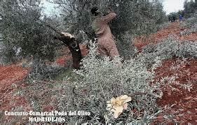 Como podar un olivo. Generalidades de la poda|Como plantar.org
