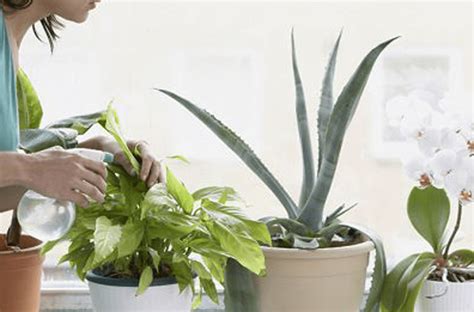 Cómo prevenir y eliminar las plagas en plantas de interior ...