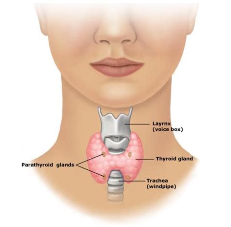Cómo pueden afectar el hipertiroidismo y el hipotiroidismo ...