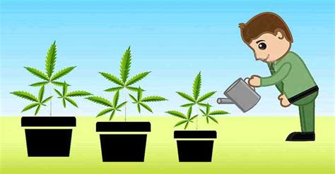 Como regar la marihuana   Blog I Wanna Grow Shop