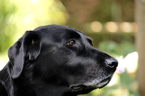 ¿Cómo saber si mi perro tiene cáncer de huesos?