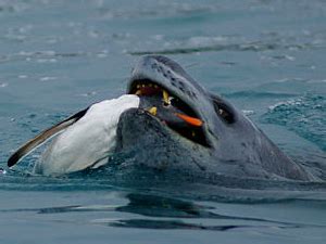 ¿Cómo se defienden los pingüinos de sus depredadores?