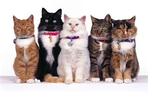 ¿Cómo se denomina a un grupo de gatos? » Respuestas.tips