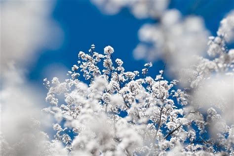 ¿Cómo se forman los copos de nieve? [Llevate un wallpaper ...