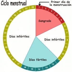 Como se identifica el primer día del ciclo menstrual, Como ...