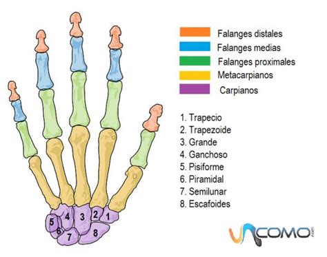 Cómo se llaman los huesos de la mano