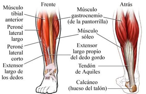 Como se llaman los musculos de las piernas