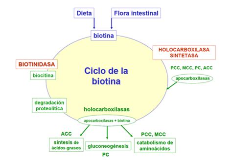 ¿Cómo se metaboliza la biotina? | Guía Metabólica