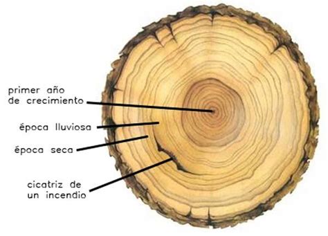 ¿Cómo se puede saber la edad de un árbol? en Muebles LUFE ...