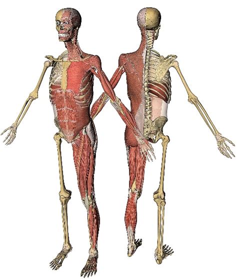 ¿Cómo se relaciona el sistema muscular y el sistema óseo ...
