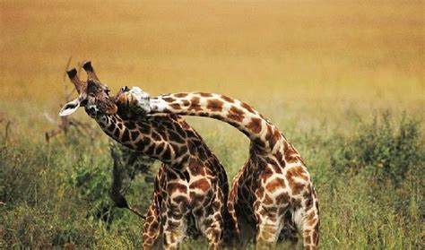 ¿Cómo se reproducen las jirafas?