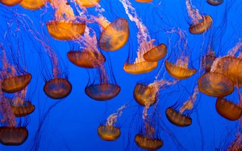 ¿Cómo se reproducen las medusas?   Guía completa sobre su ...