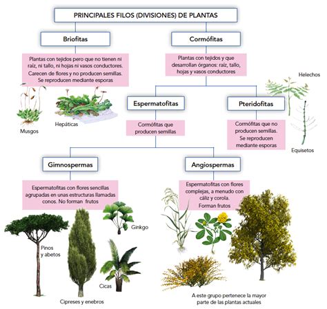 Como Se Reproducen Las Plantas. Affordable Como Se ...