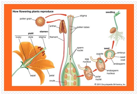 Cómo se reproducen las plantas  Formas de reproducción de ...