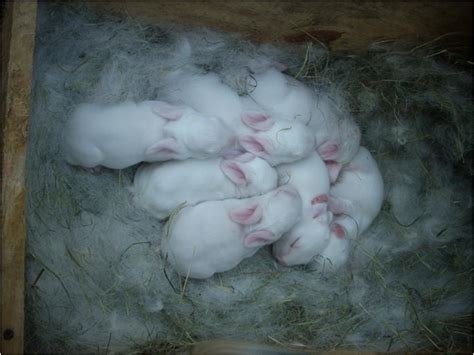 Como se reproducen los conejos?   Taringa!
