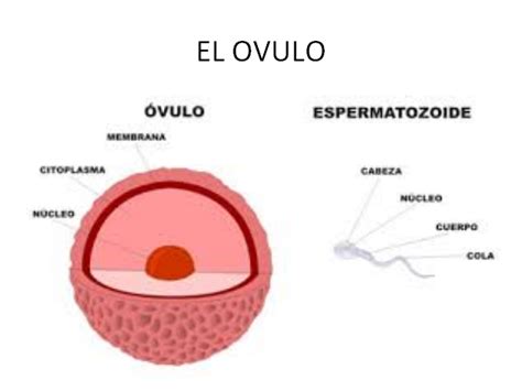 Como se reproducen los seres humanos   Monografias.com