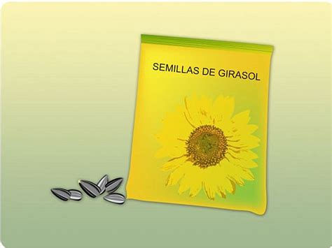 Cómo sembrar semillas de girasol: 16 pasos  con fotos