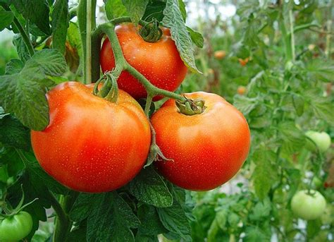 Como sembrar tomates en mi huerto | Huerto Las Monjas y ...
