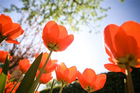 ¿Cómo te afecta la primavera? – Triptófano, el secreto ...