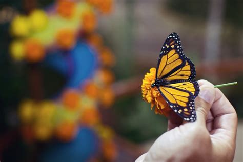 Cómo traer 60 millones de mariposas monarca a México ...
