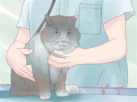 Cómo tratar el síndrome del colon irritable en gatos
