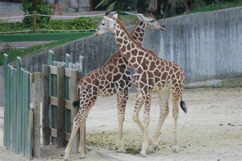 Cómo, y por qué, visitar el Zoo de Madrid con tus peques ;