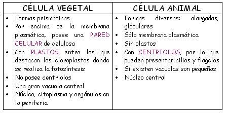 COMPARACIÓN ENTRE CÉLULA ANIMAL Y VEGETAL. | Ciencias ...