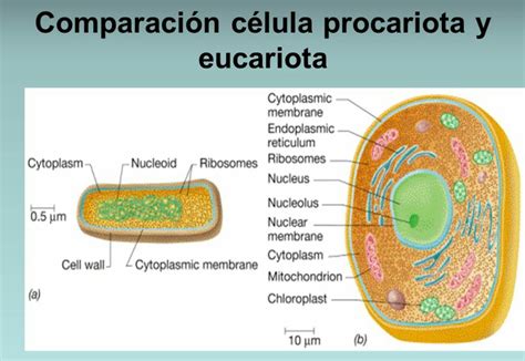 Comparación entre célula procariota y eucariota ...