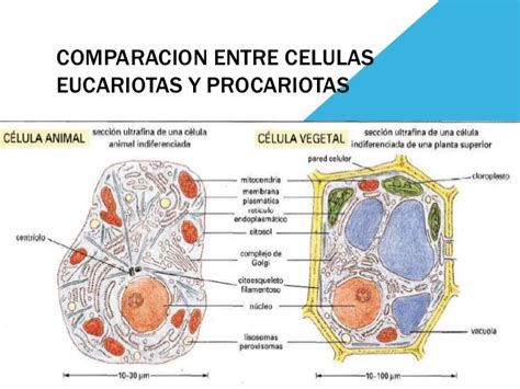 Comparacion entre celulas eucariotas y procariotas