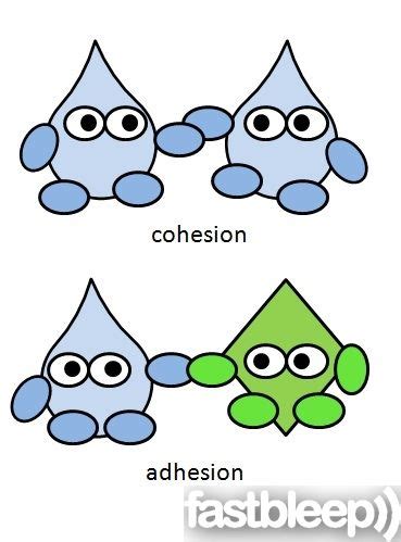 Comparison between cohesion and adhesion involving water ...