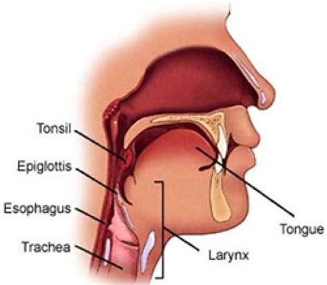 Complications of Throat Cancer | Health and Fitness
