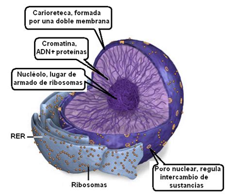 Componentes básicos de una célula y organelos celulares