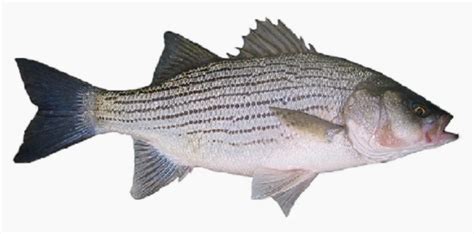 Composicion del pescado blanco • El Remedio Natural
