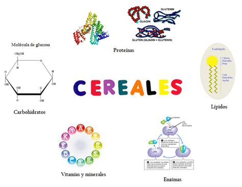Composición Química de los Cereales