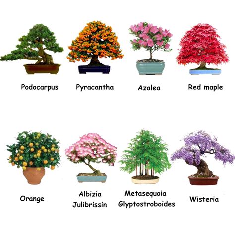 Compra tipos de plantas ornamentales online al por mayor ...