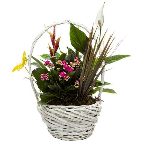 Comprar flores y plantas online. Plantas para envio a ...