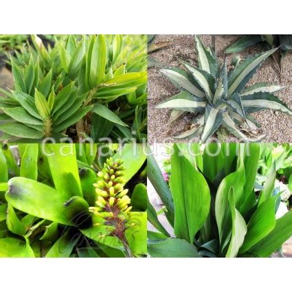 Comprar Pack   Plantas herbáceas resistentes al frío en ...