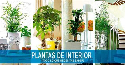 Comprar Plantas De Interior   Diseños Arquitectónicos ...
